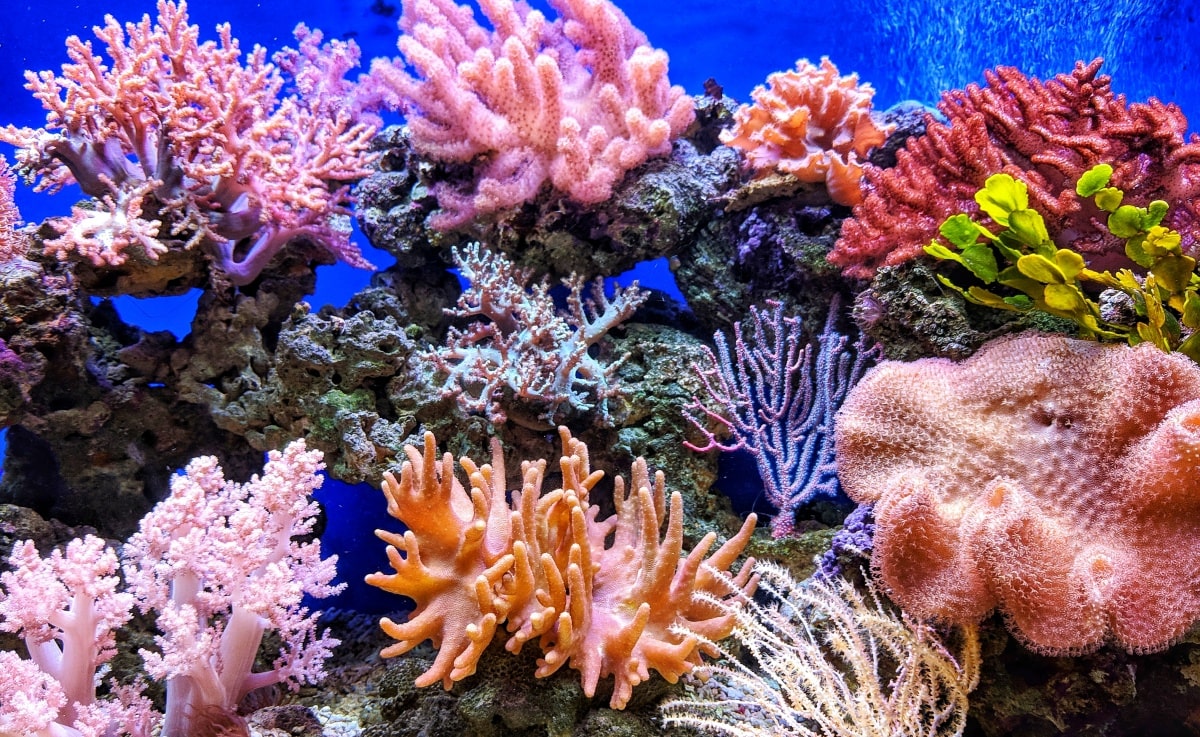 世界のサンゴ礁回復を目指すCoral Vitaが2億円を調達